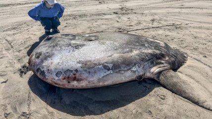 НЛО под водой? В США обнаружили рыбу необычного вида и формы (фото)