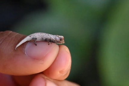 Brookesia nofy длиной 33 мм